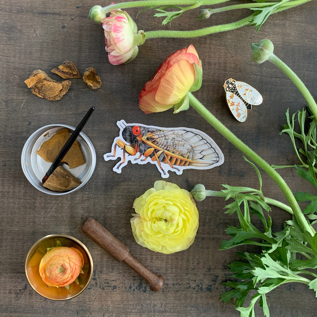 The Cicadas - Limited-Edition Box