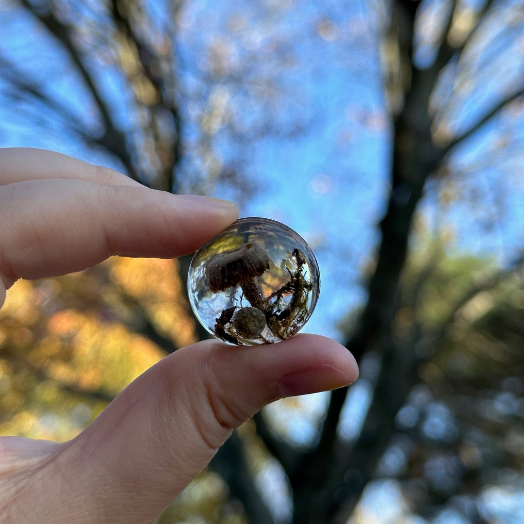 Mushroom Cabochon - The Forest, Frozen in Time