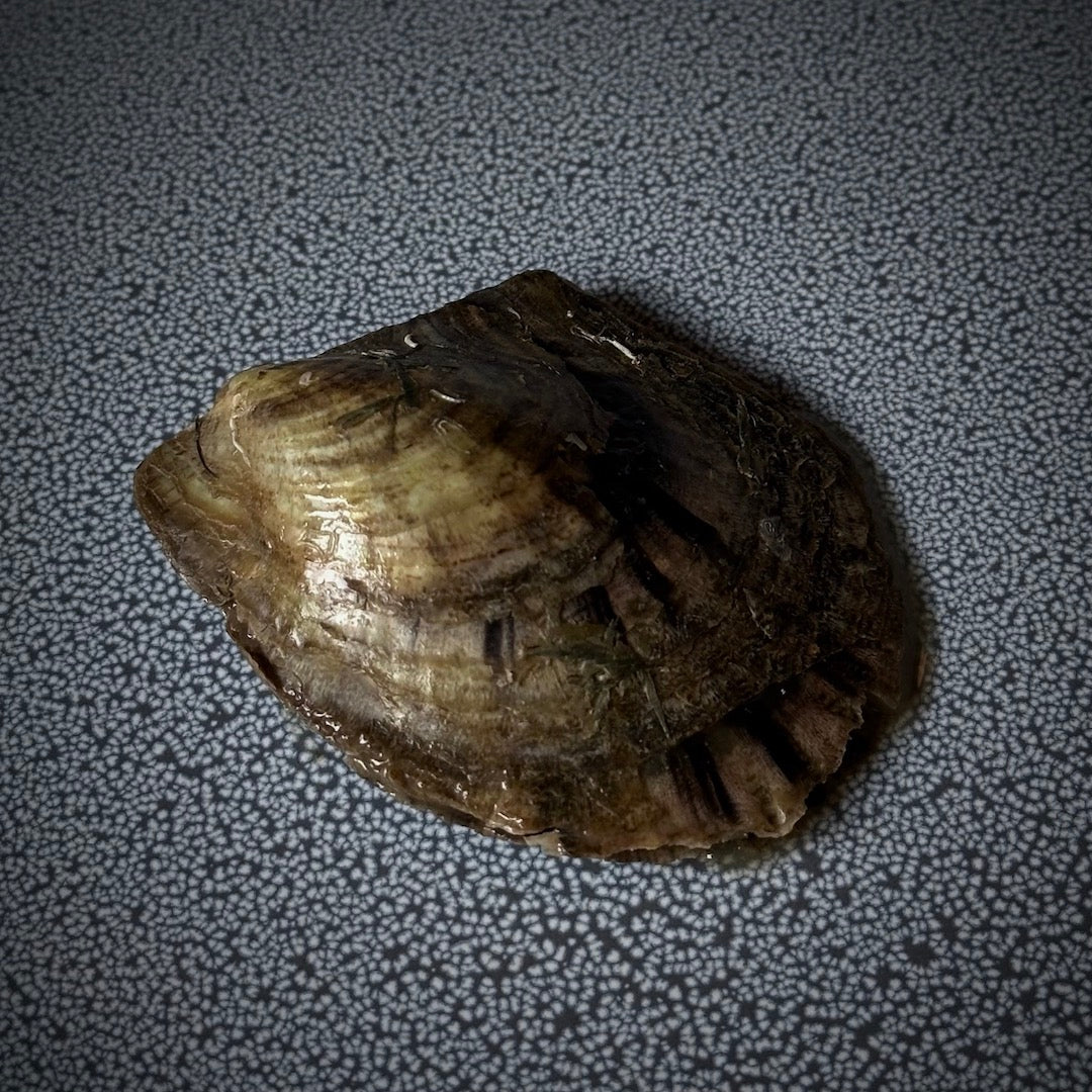 Pearl Oyster - Home Discovery Experience