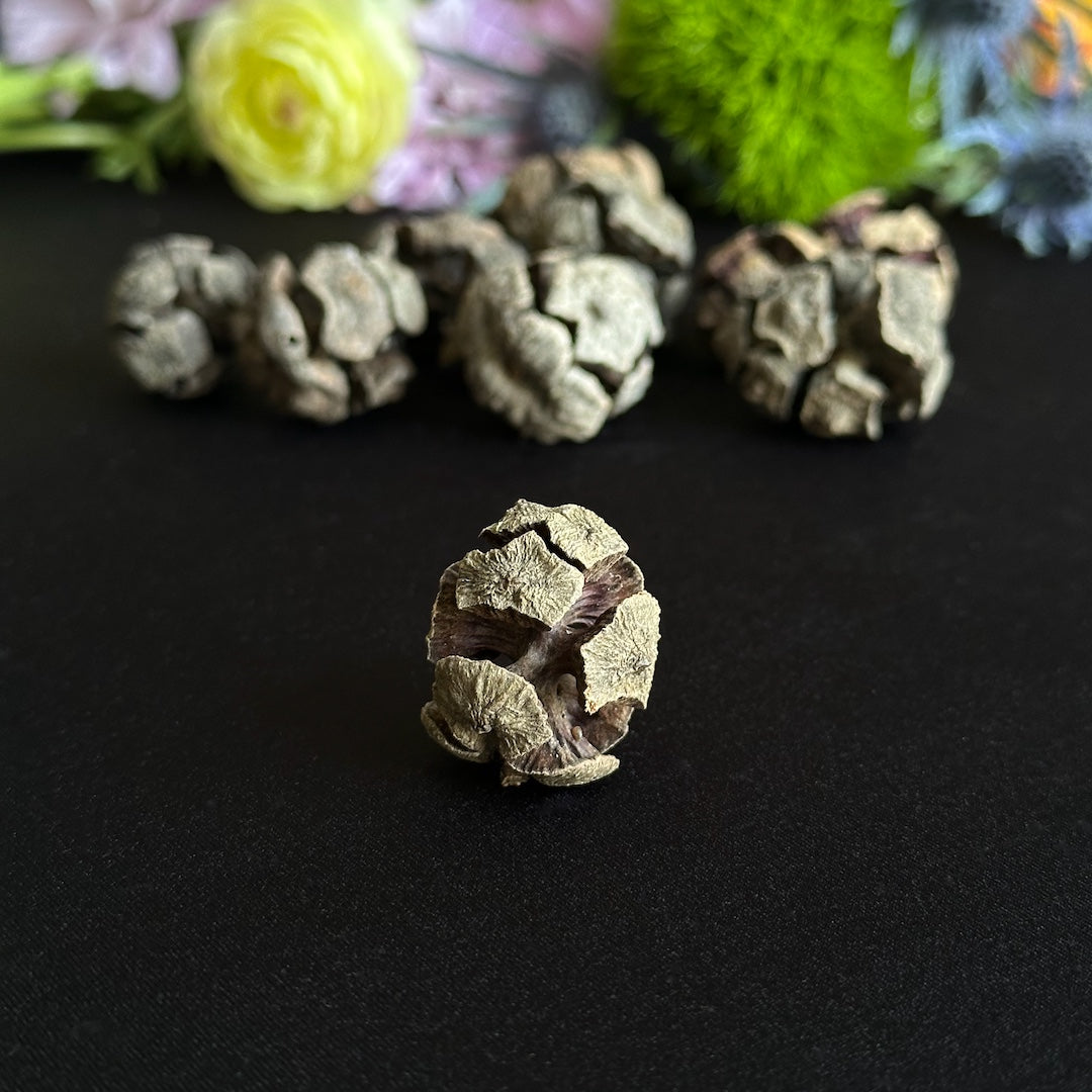 Cypress Cones