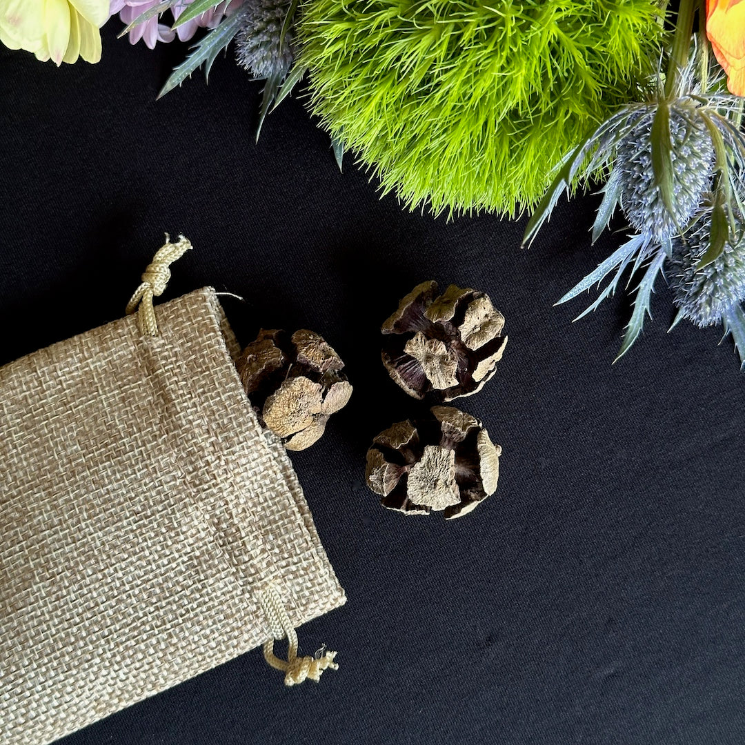 Cypress Cones