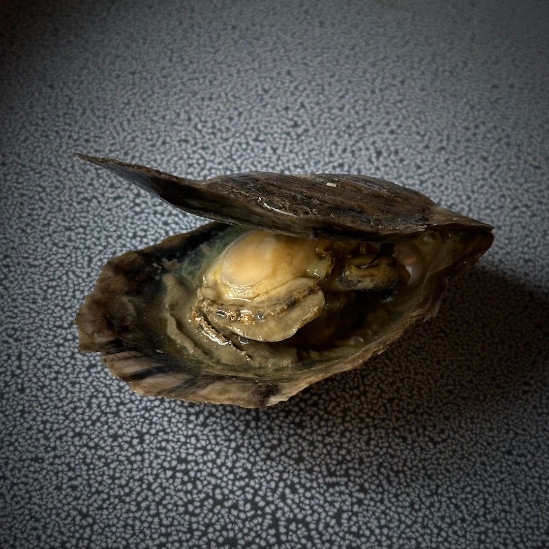 Pearl Oyster - Home Discovery Experience