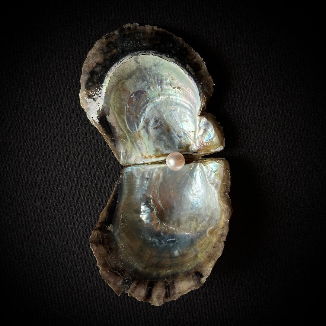 Pearl Oyster - Home Discovery Experience