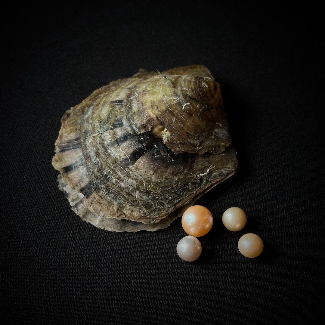 Pearl Oyster - Home Discovery Experience