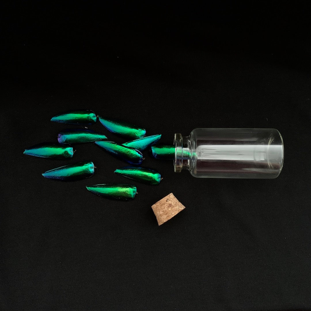 Iridescent Beetle Wings