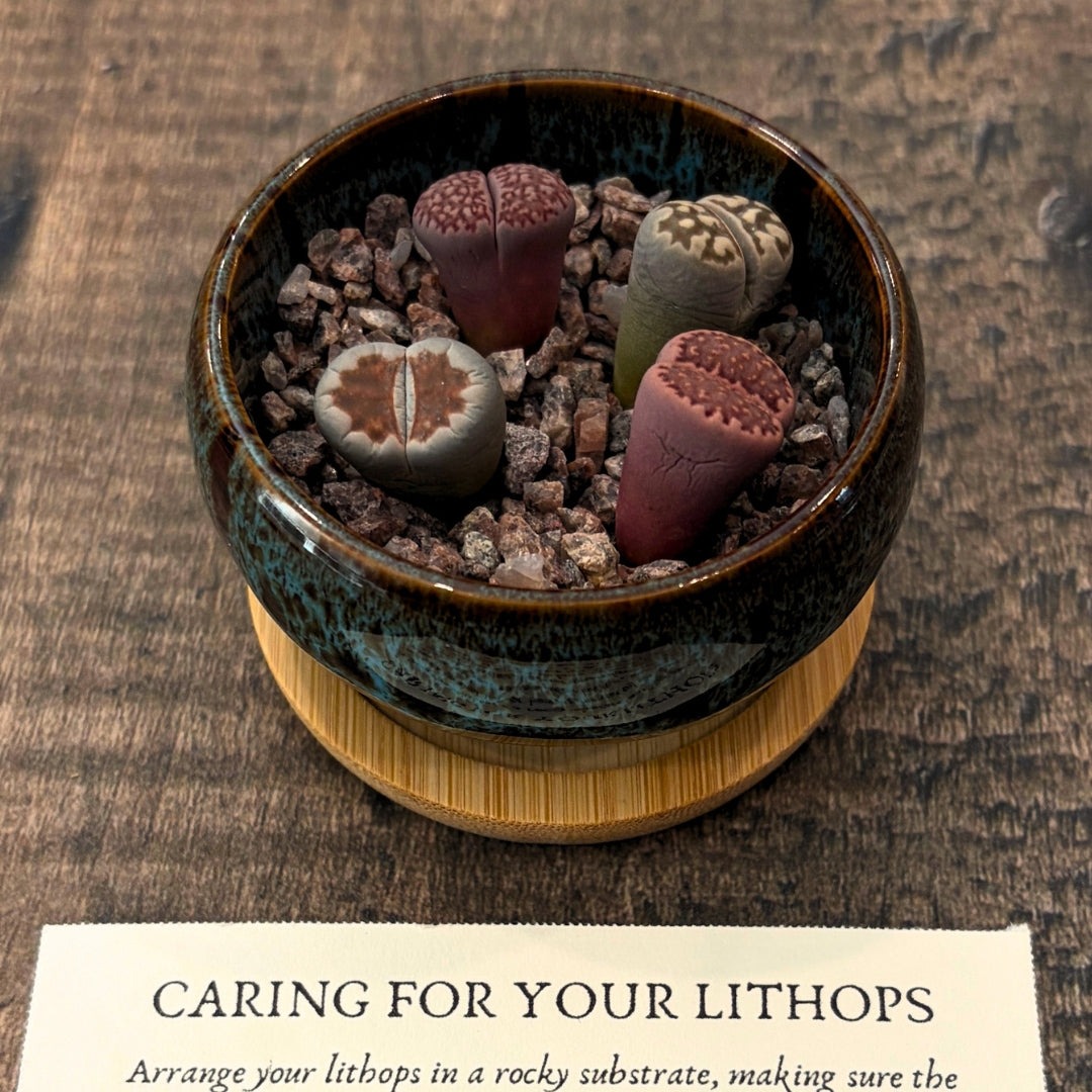 Eyes of the Serpent - Pair of Lithops Succulents