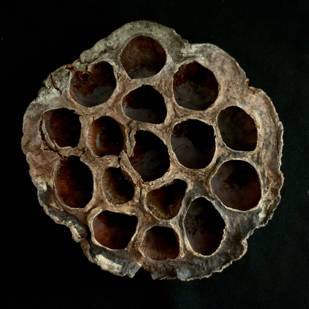 Lotus Seed Pod