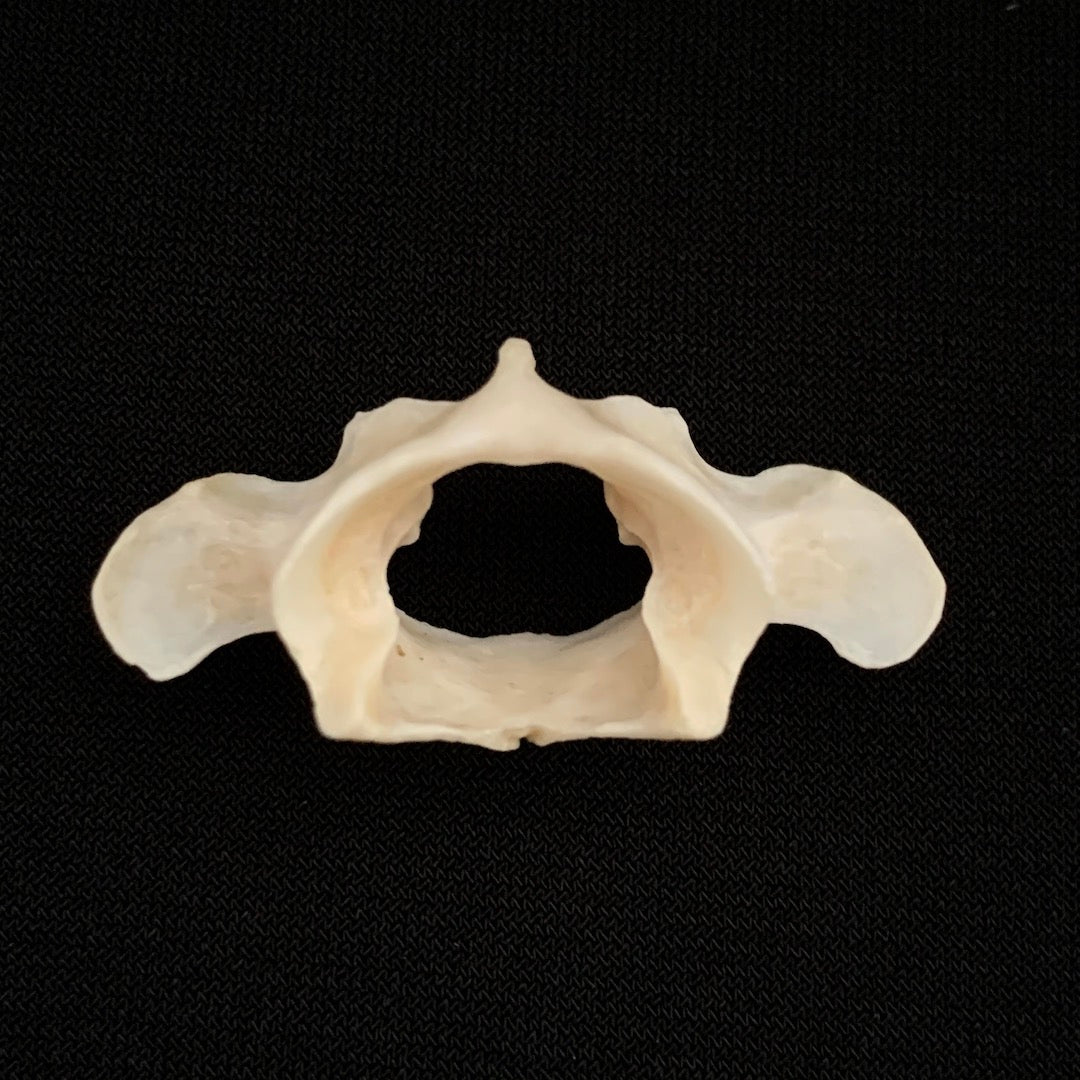 Mink Vertebra Display