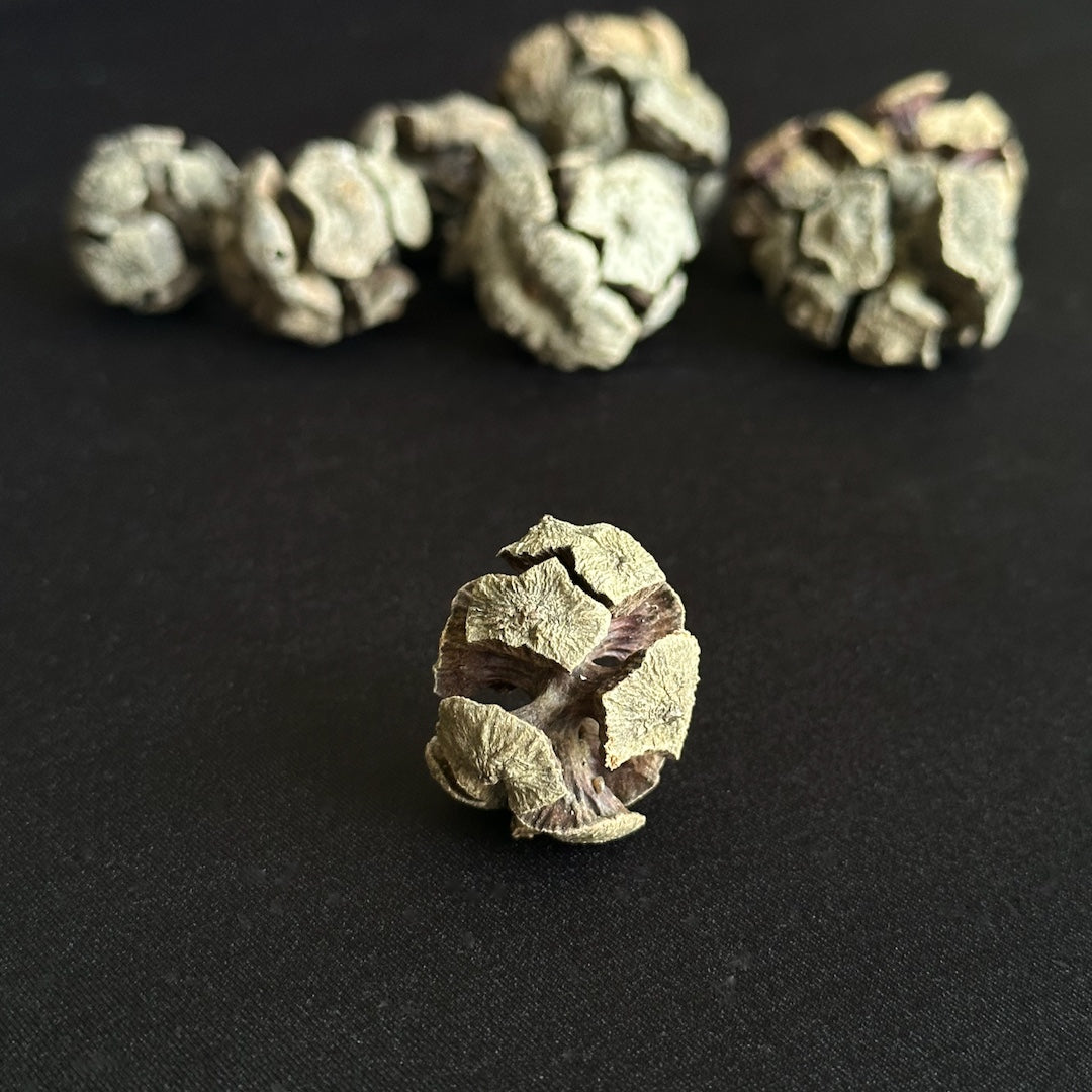 Cypress Cones