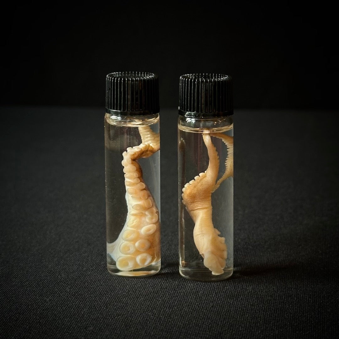 Octopus Oddity - Preserved Tentacle Specimen