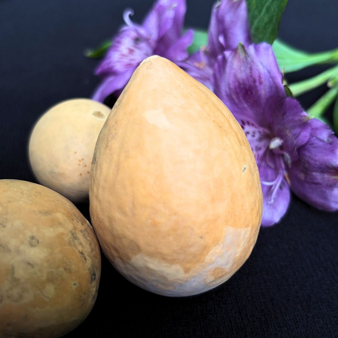 5 Egg Gourds - Oddment