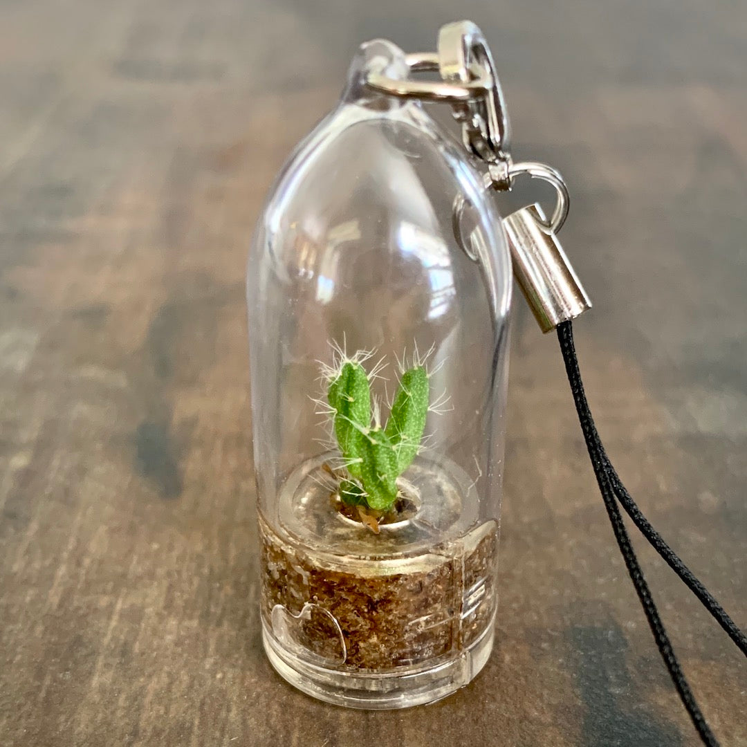 Birdmoss Box Monthly Subscription