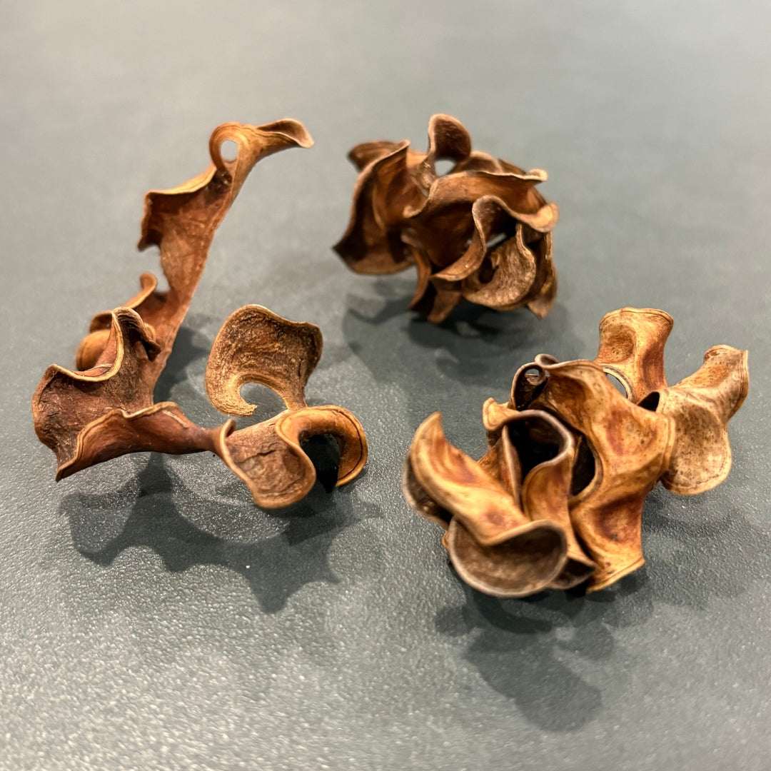 Twisted Seedpod - Acacia Pod - Oddment