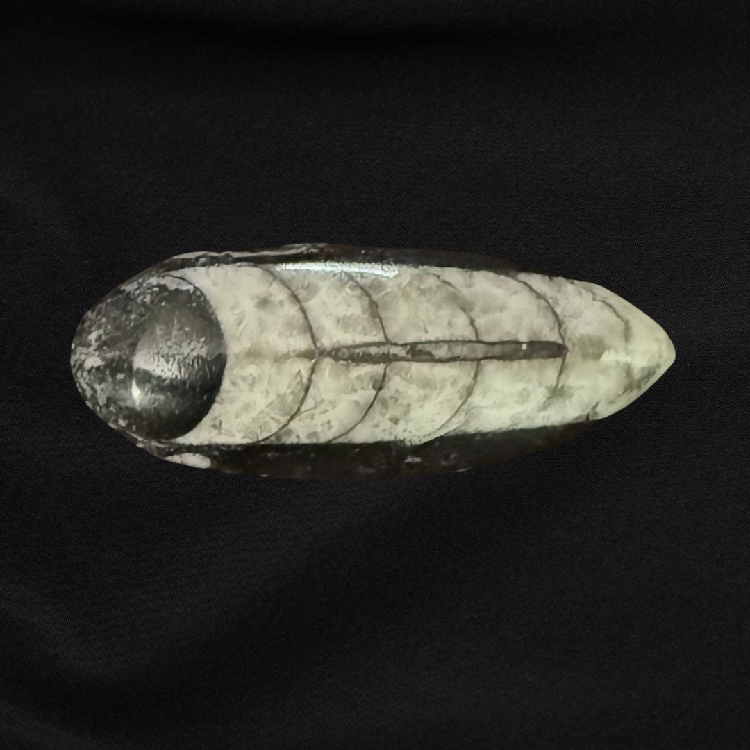 Orthoceras Fossil - Oddment