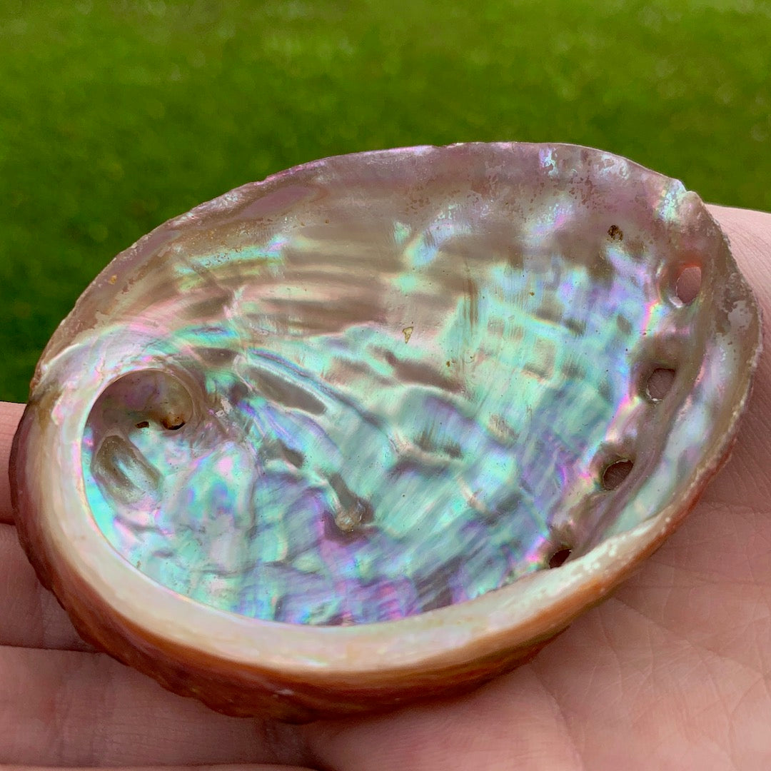 Shell from the Distant Shore
