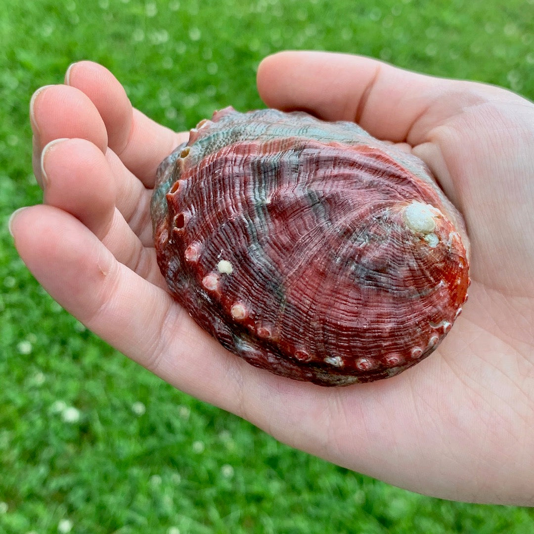 Shell from the Distant Shore