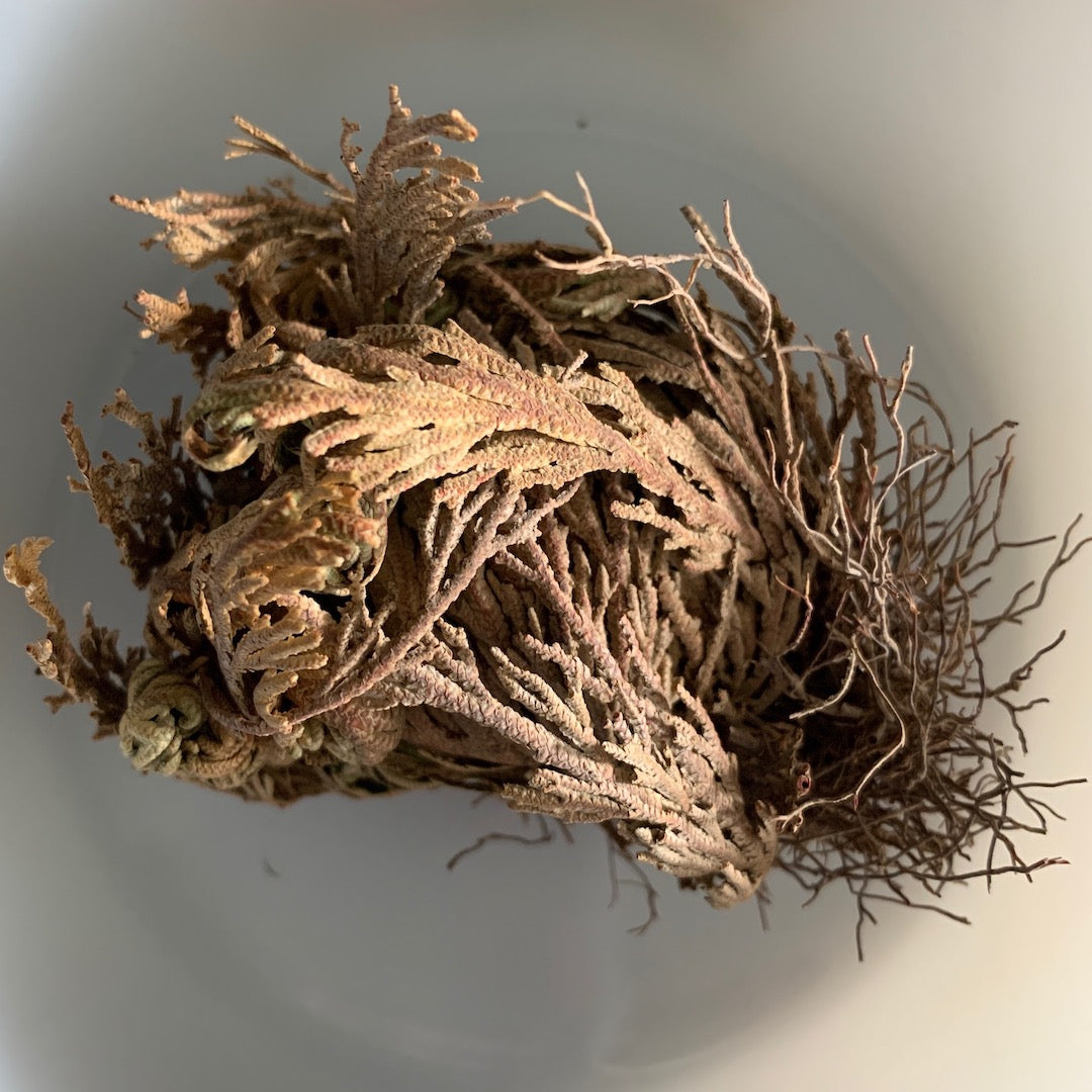 Dormant Plant - Rose of Jericho Resurrection Fern