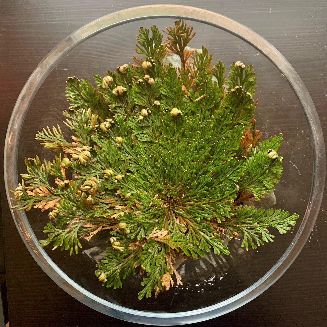 Dormant Plant - Rose of Jericho Resurrection Fern
