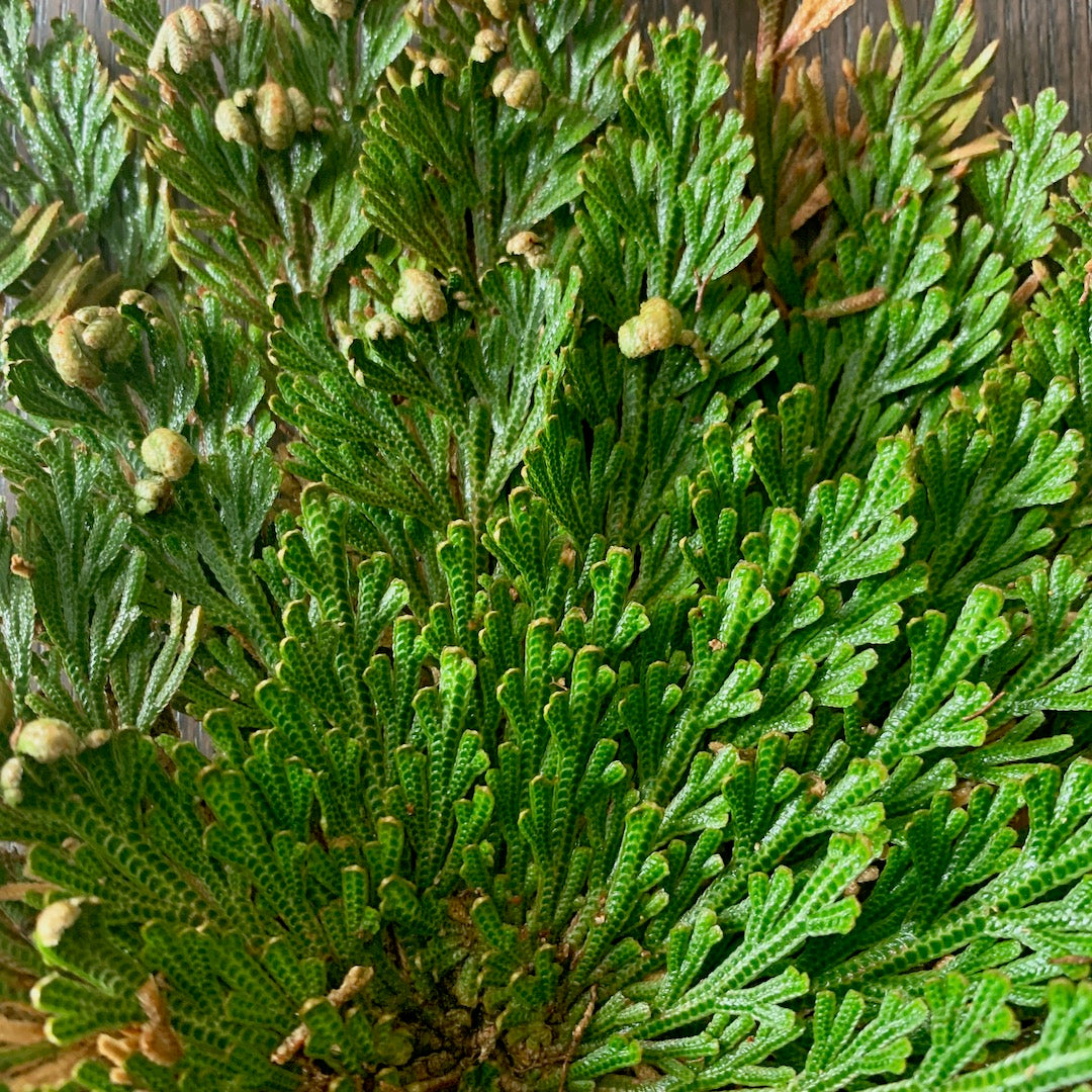 Dormant Plant - Rose of Jericho Resurrection Fern