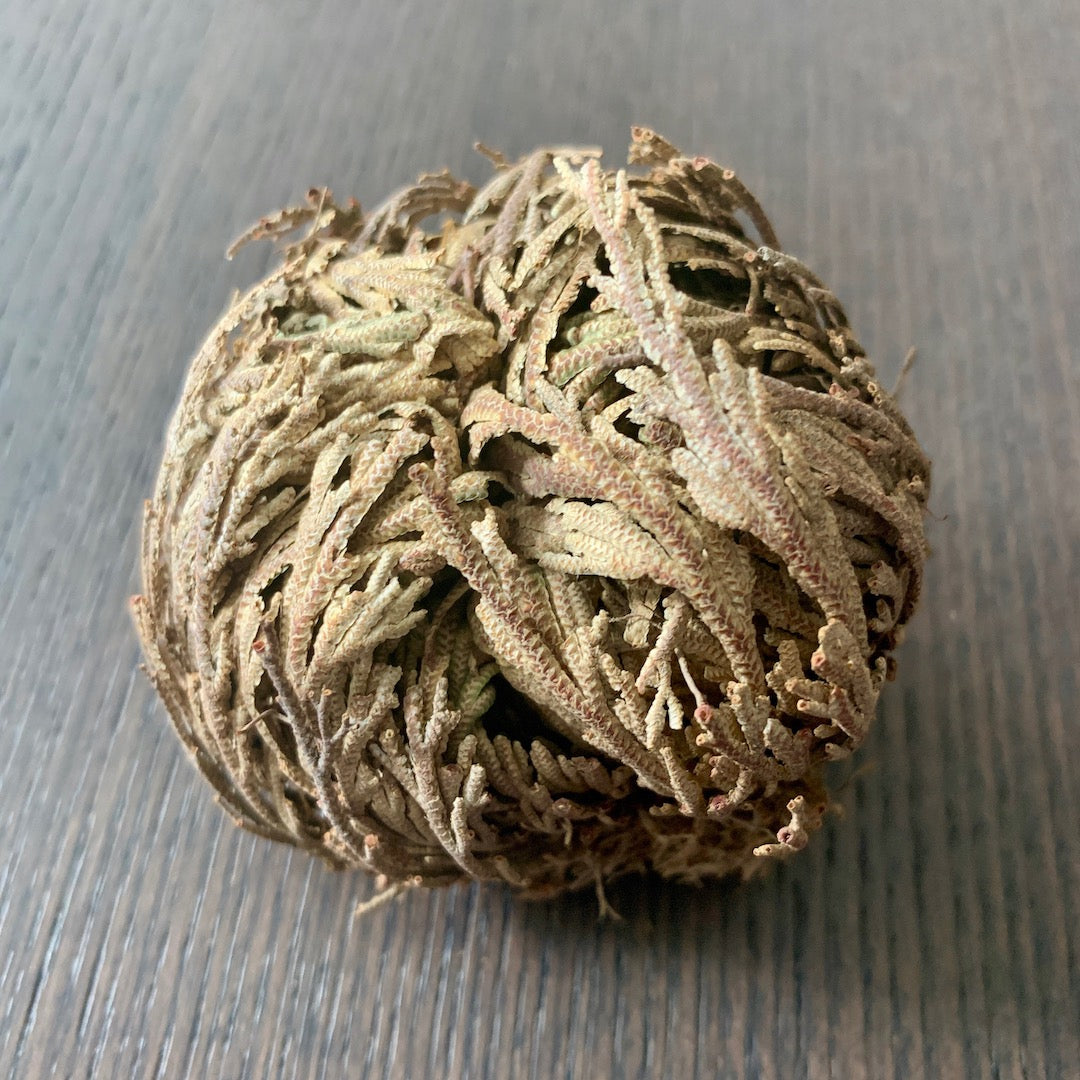 Dormant Plant - Rose of Jericho Resurrection Fern