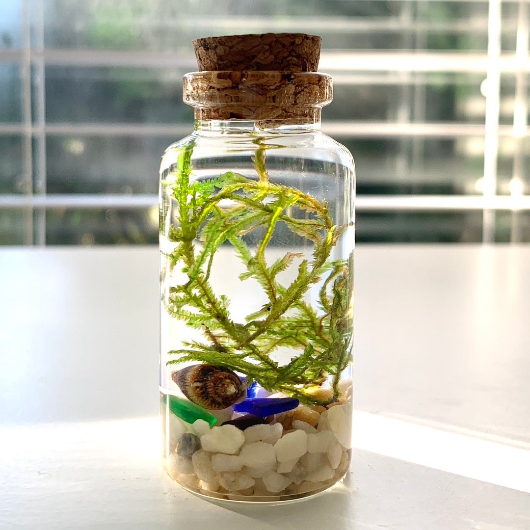 Birdmoss Box Monthly Subscription