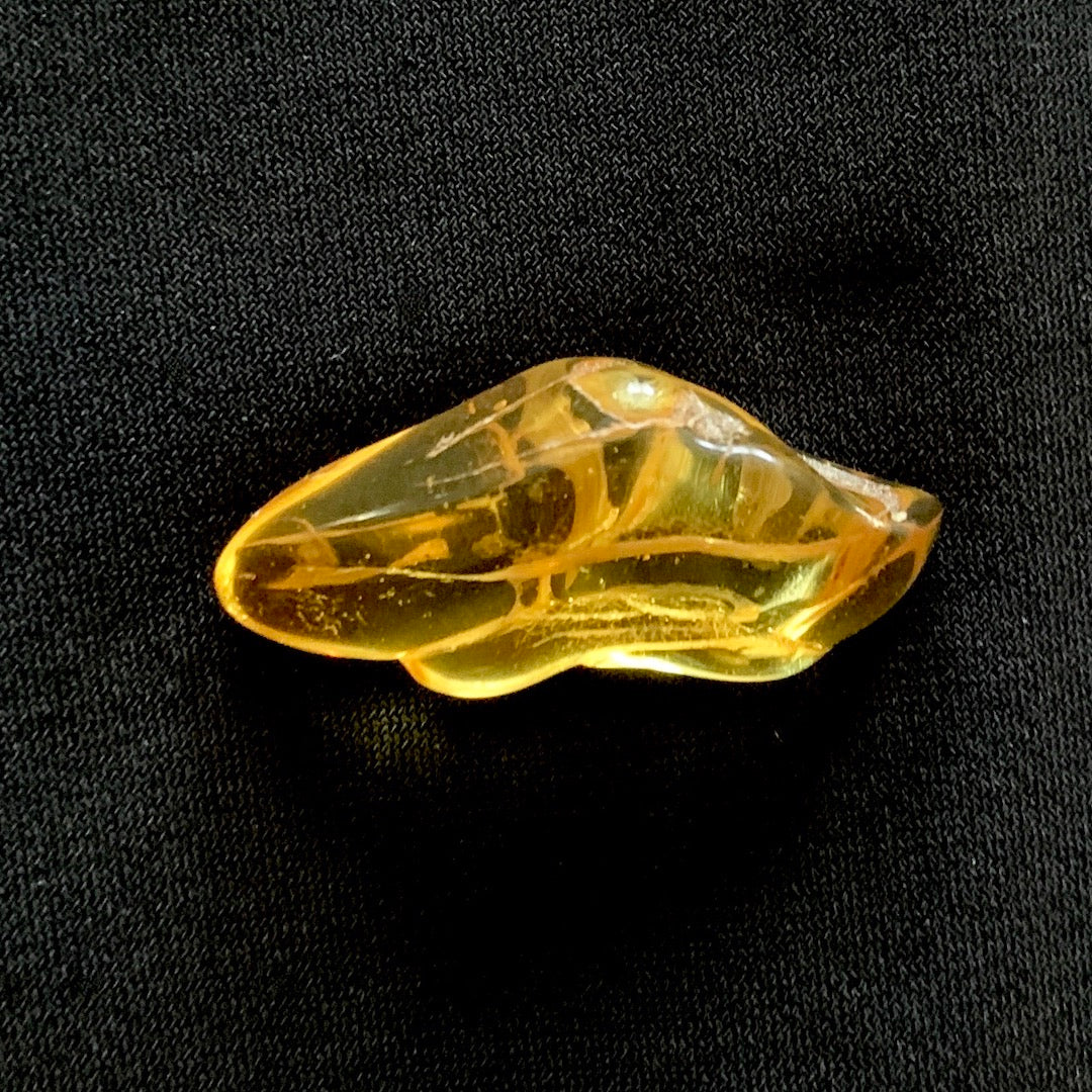 Amber from the Ancient Forest