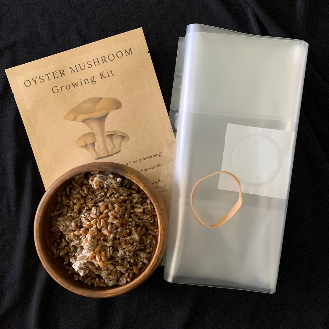 Oyster Mushroom Growing Kit