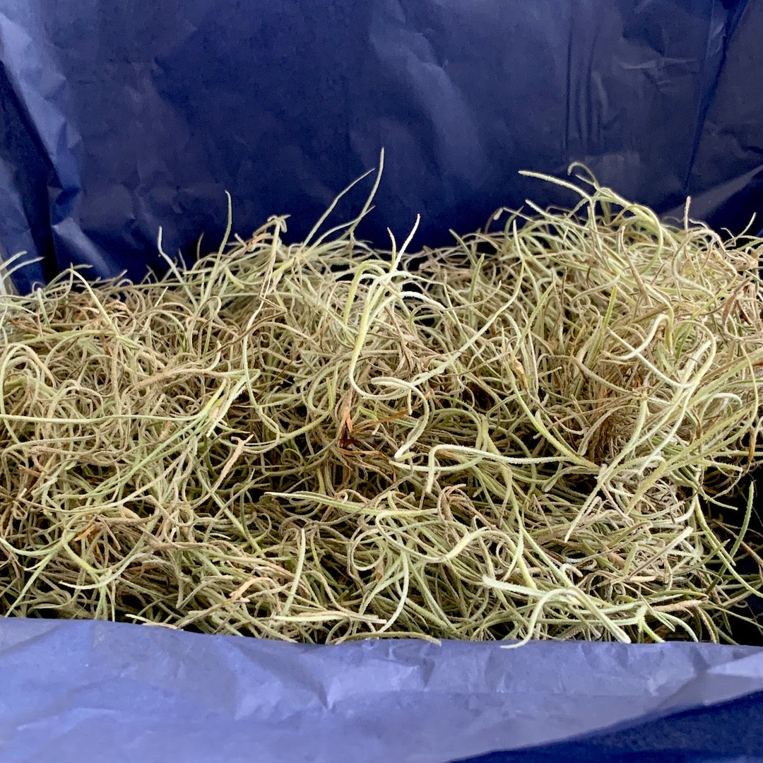 Nest of Moss - Spanish Moss Air Plant