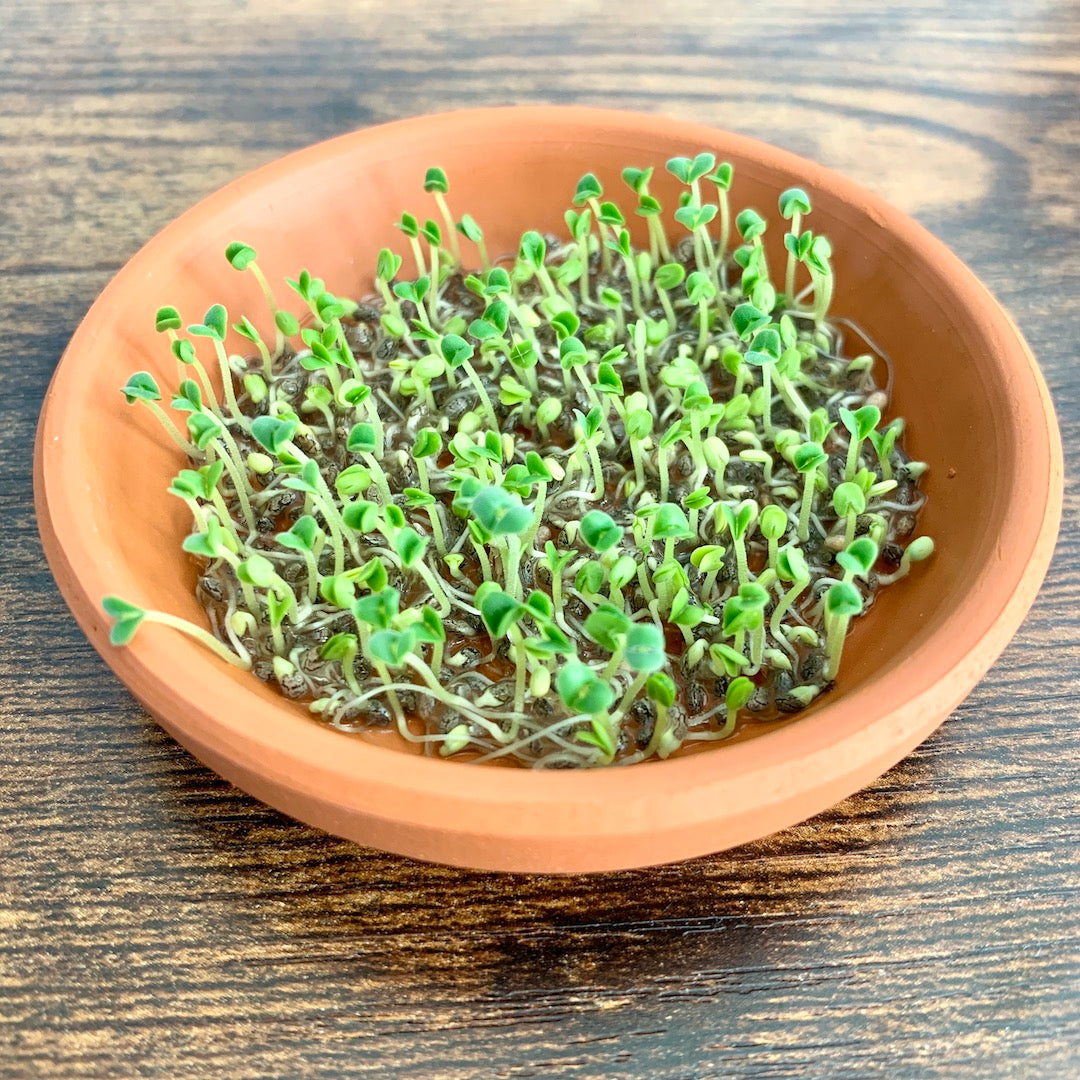 Mini Meadow - Desktop Garden Kit