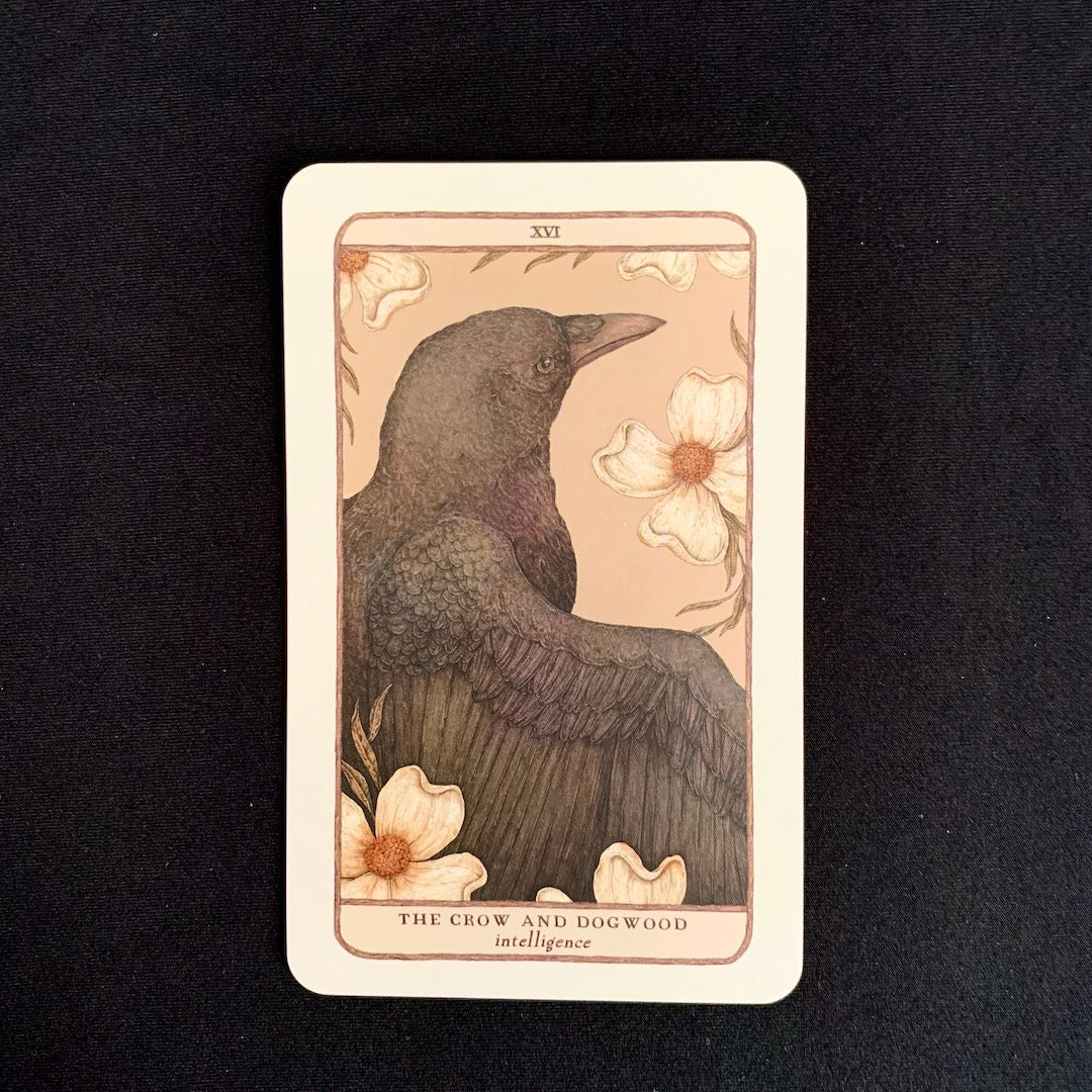 Emissary's Signal - Oracle Card Draw