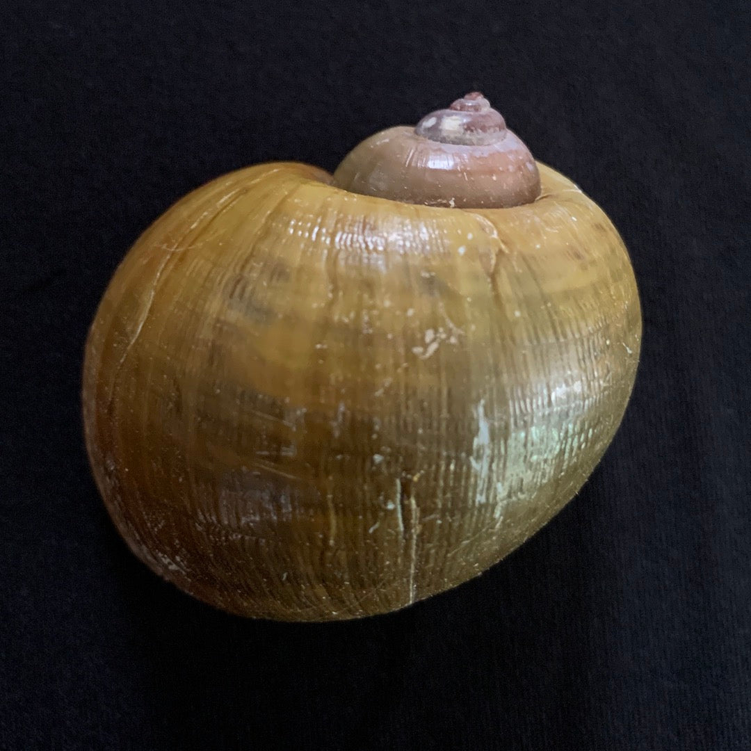 Snail Shell - Ethically Sourced Apple Snail Shell
