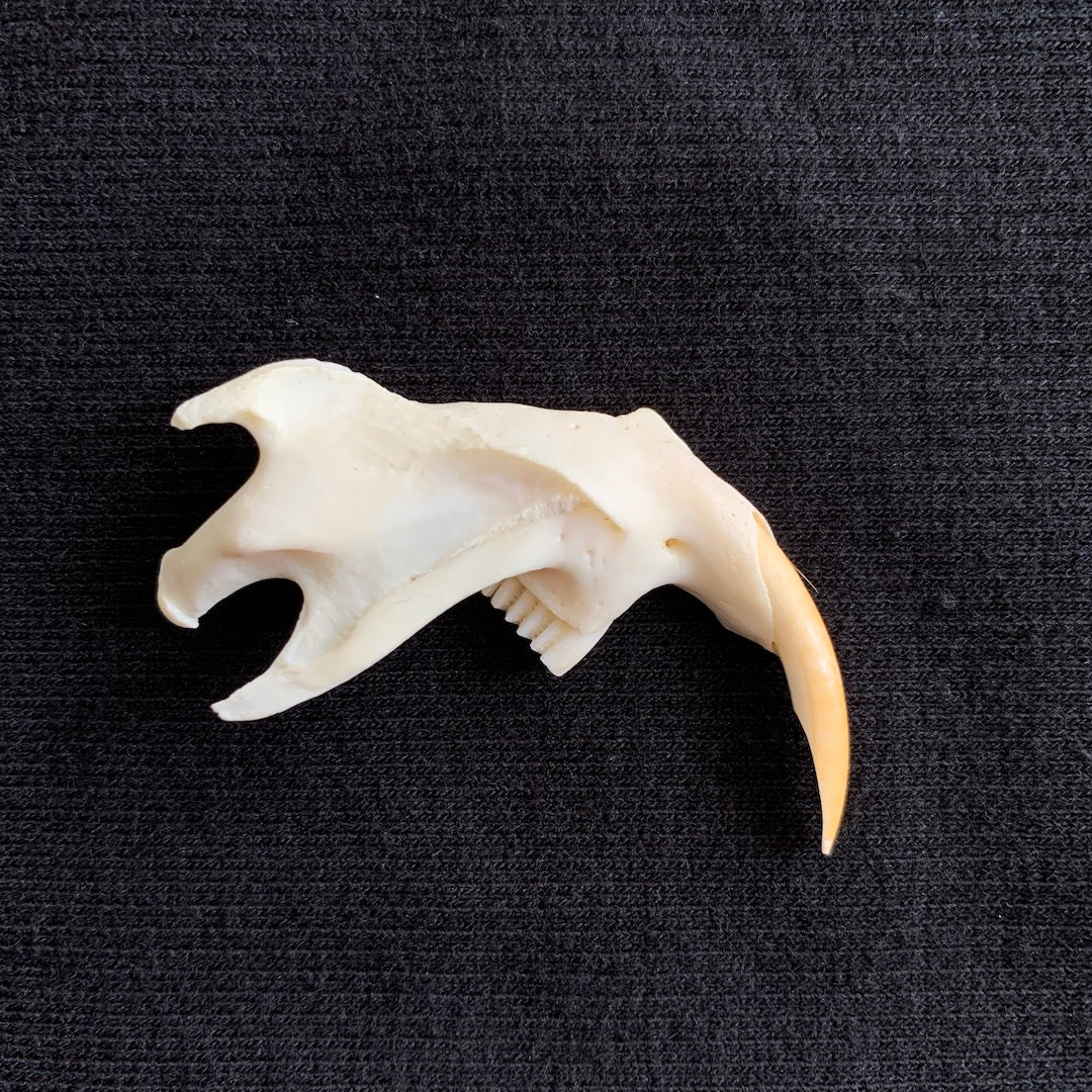 Muskrat Jaw - Oddment