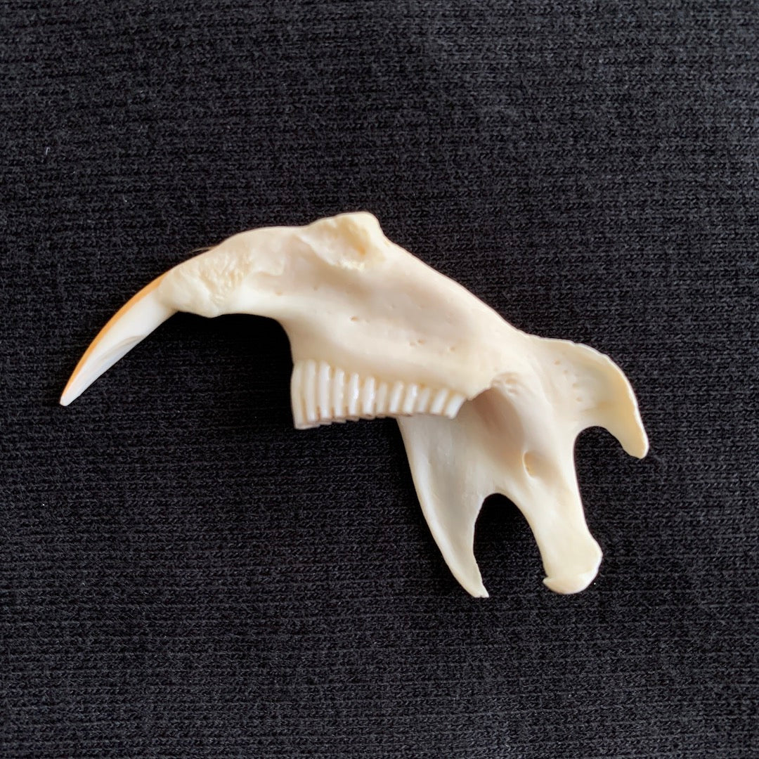 Muskrat Jaw - Oddment