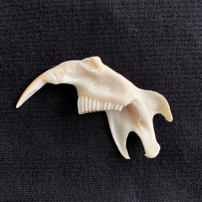Muskrat Jaw - Oddment