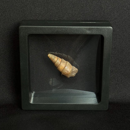 Crystallized Snail - Gastropod Fossil