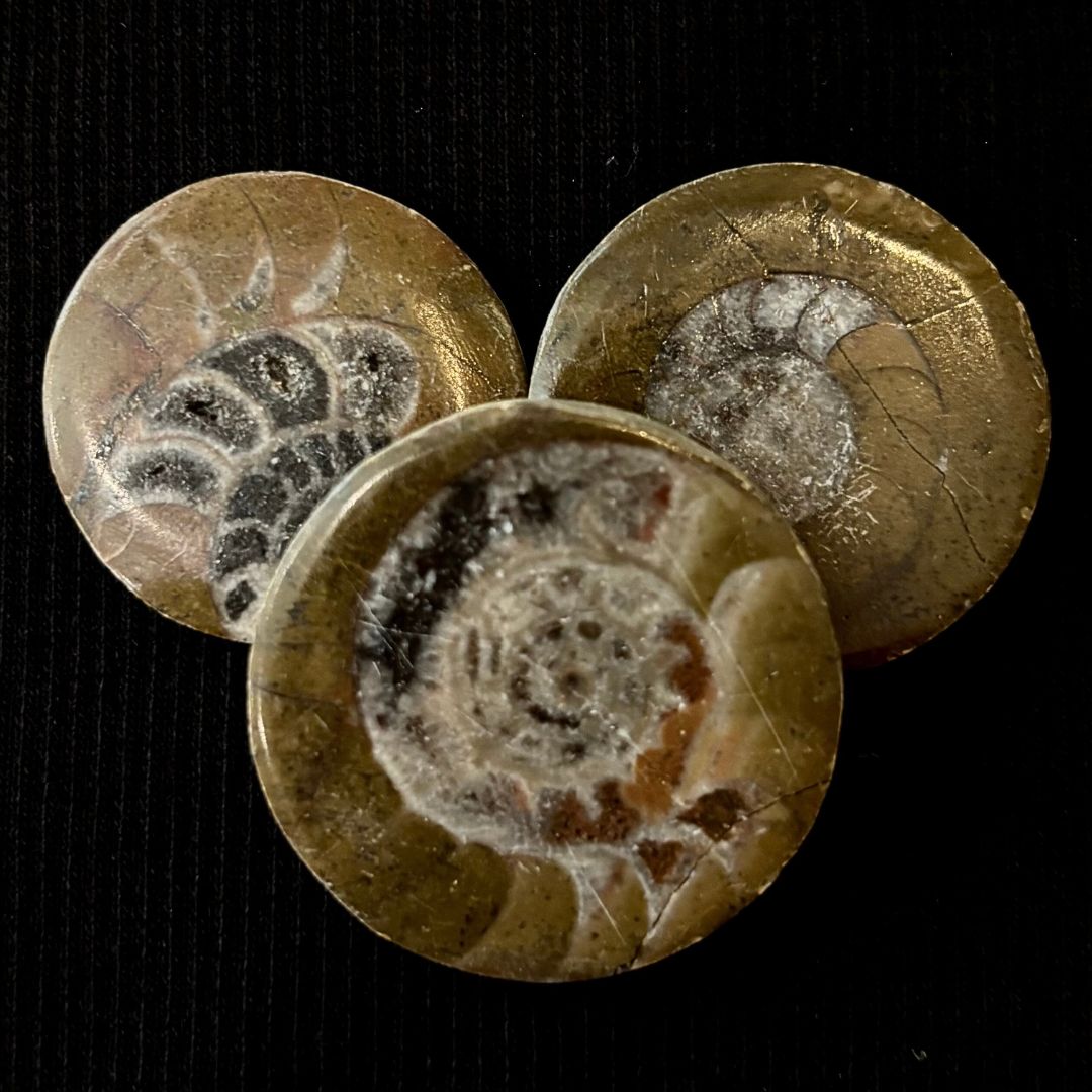 Fossil Button - Goniatite