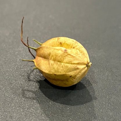 Curious Seedpod (Nigella Seedpod in Glass Dome) - Oddment