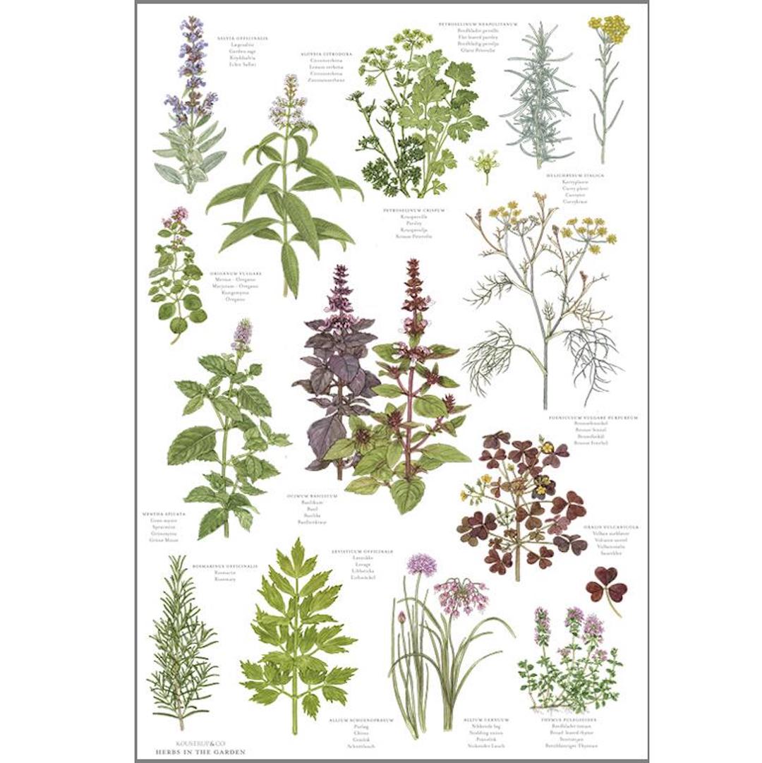 Visual Guide to the Herb Garden - Botanical Tea Towel