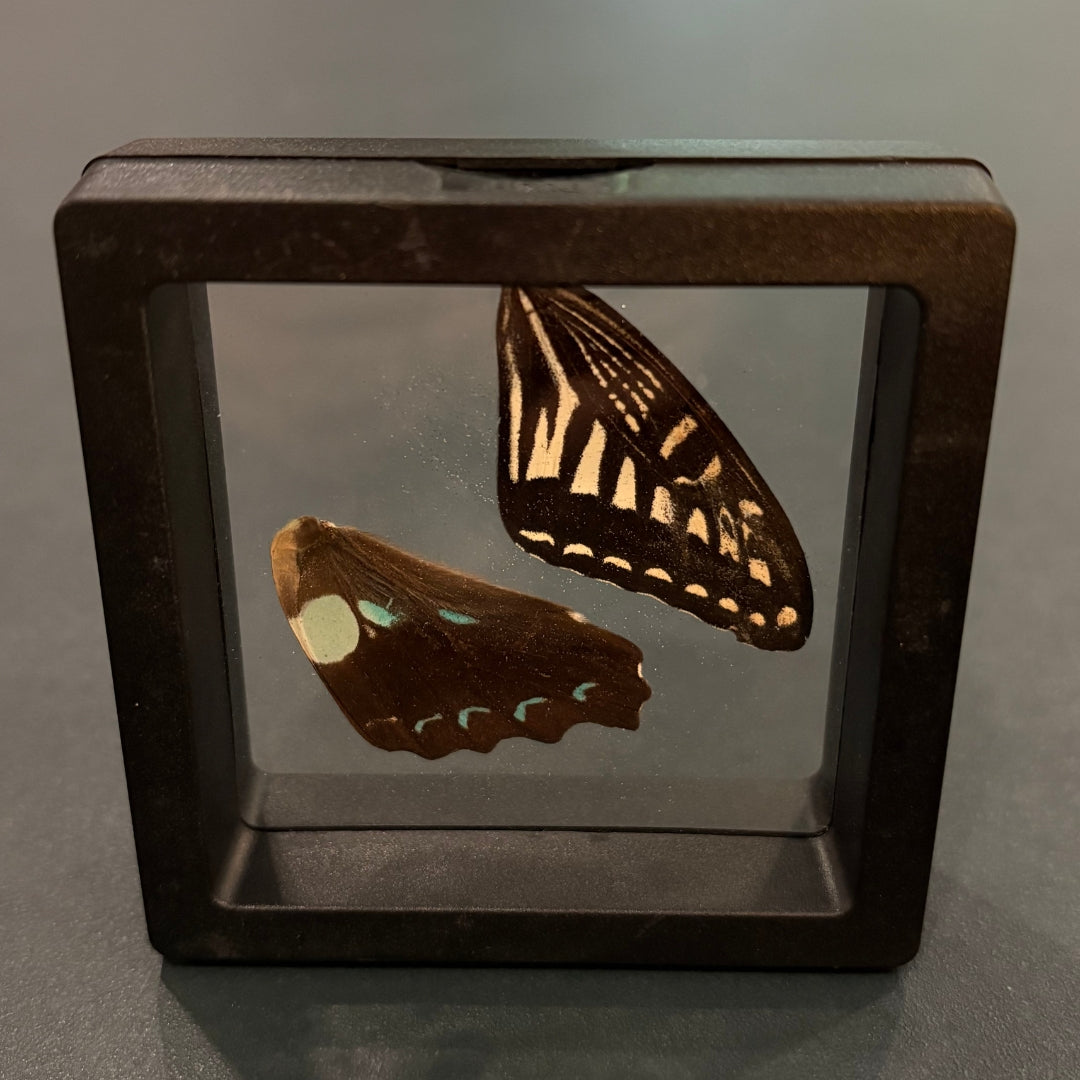 Butterfly Wings - Oddment