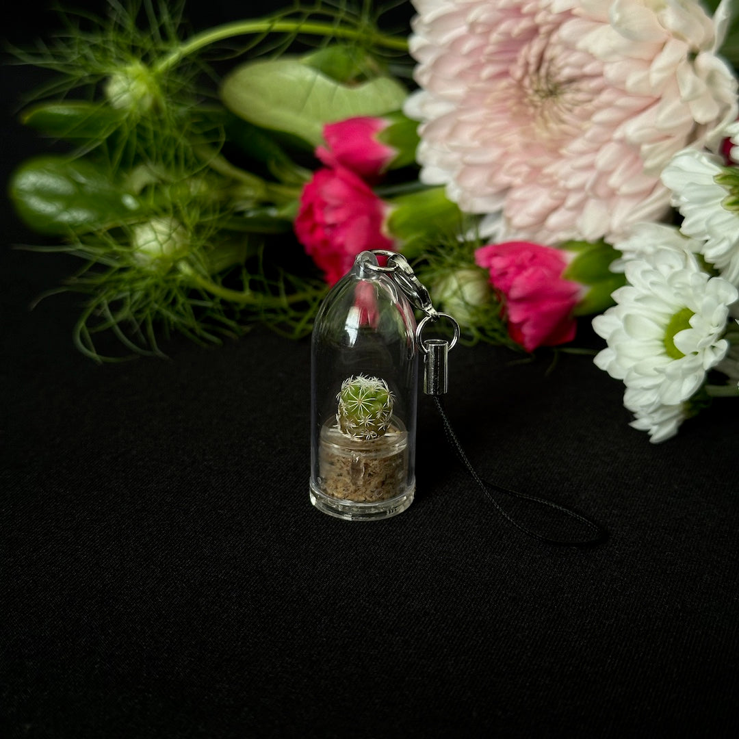 Desert Flora - Mini Cactus Terrarium