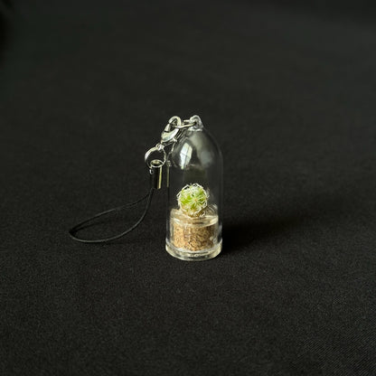 Desert Flora - Mini Cactus Terrarium