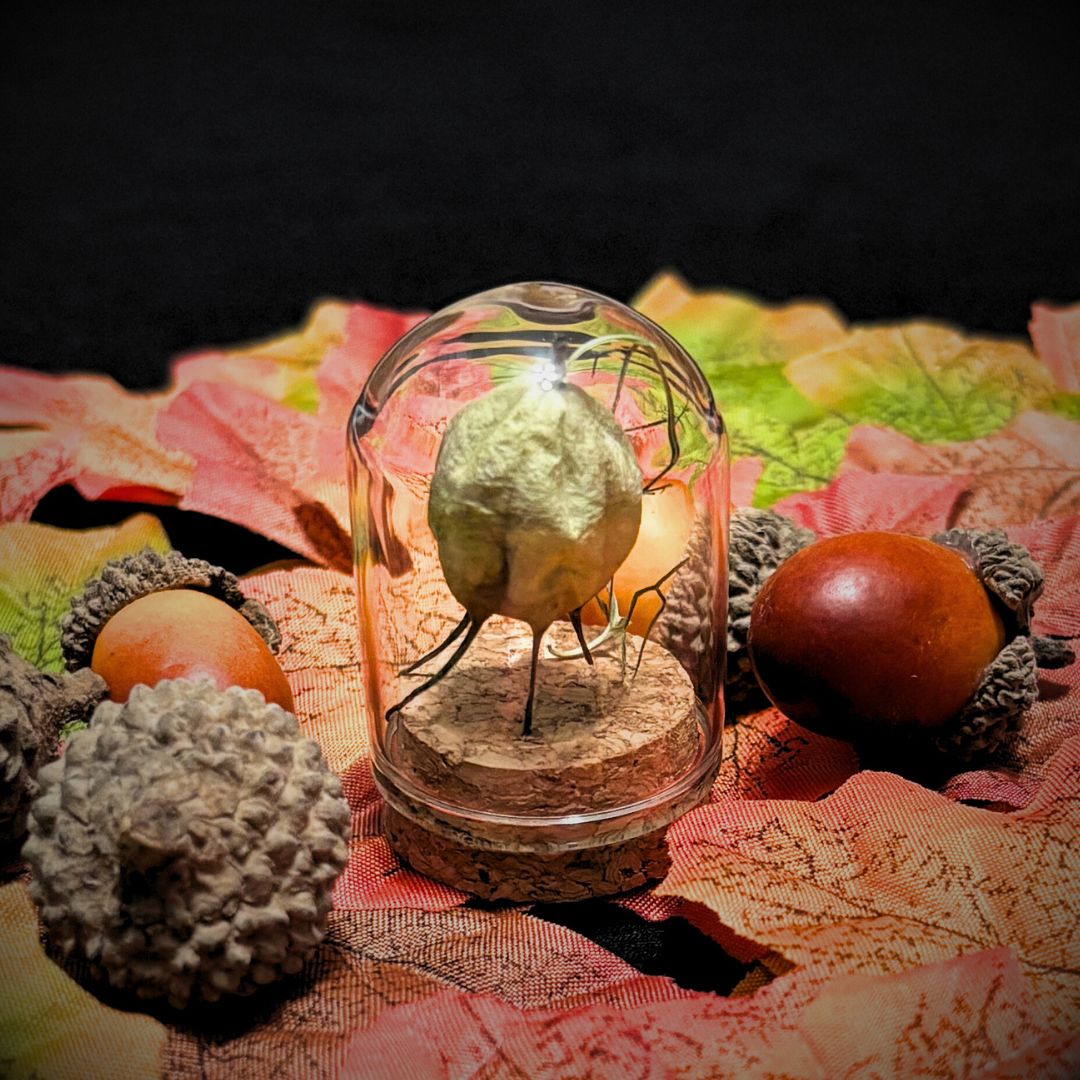 Curious Seedpod (Nigella Seedpod in Glass Dome) - Oddment