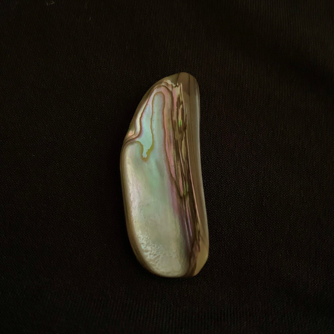 Abalone Shell Rim Wing-Like Shell - Abalone Shell Rim – Birdmoss