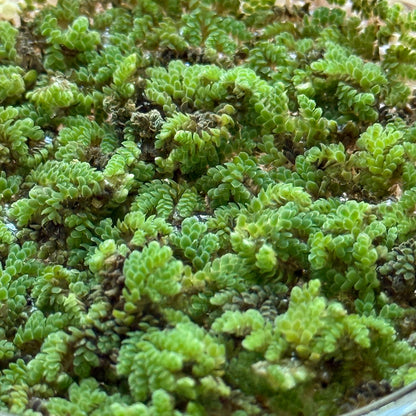 Miniature Water Garden - Rippling Glass Bowl and Tiny Ferns