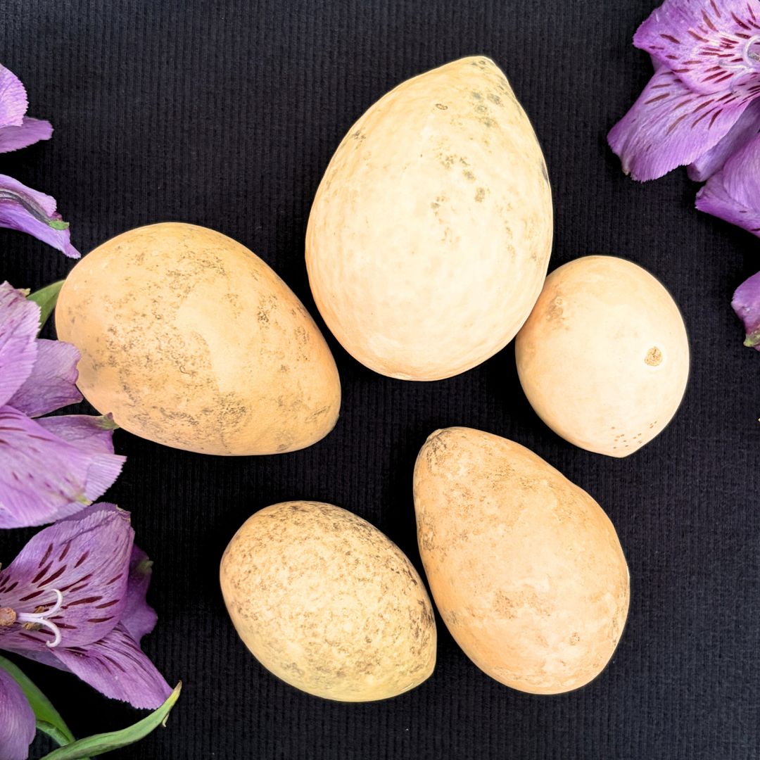 5 Egg Gourds - Oddment