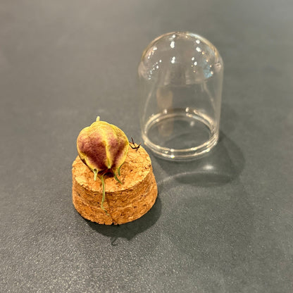 Curious Seedpod (Nigella Seedpod in Glass Dome) - Oddment