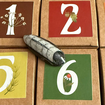 Whimsy Box - 2025 Advent Calendar Preorder