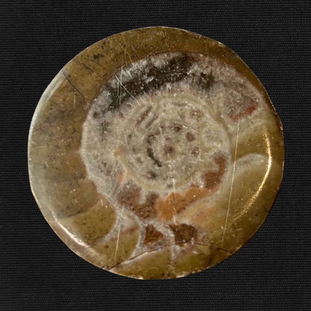 Fossil Button - Goniatite