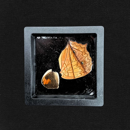 Butterfly Wings - Oddment