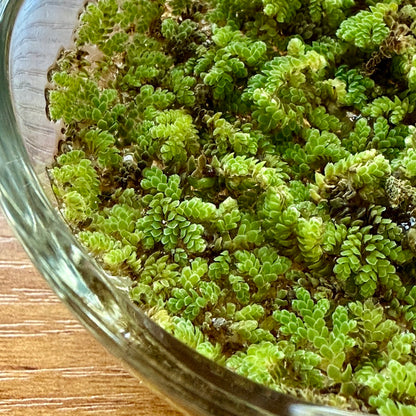 Miniature Water Garden - Rippling Glass Bowl and Tiny Ferns